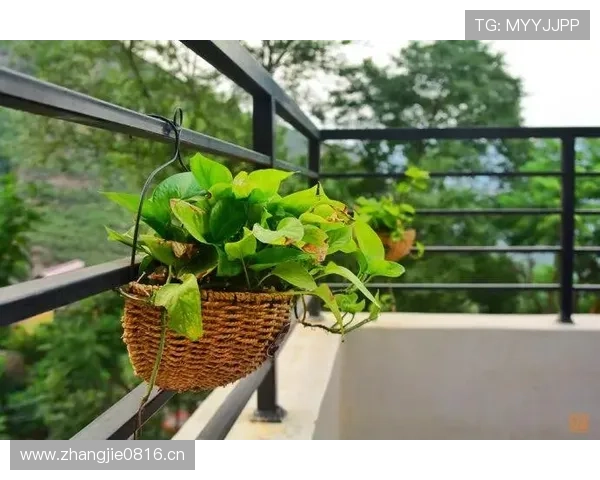 常园这生活真是活成了富豪家的慵懒日常，谁跟他抢都抢不过那种佛系奢华感